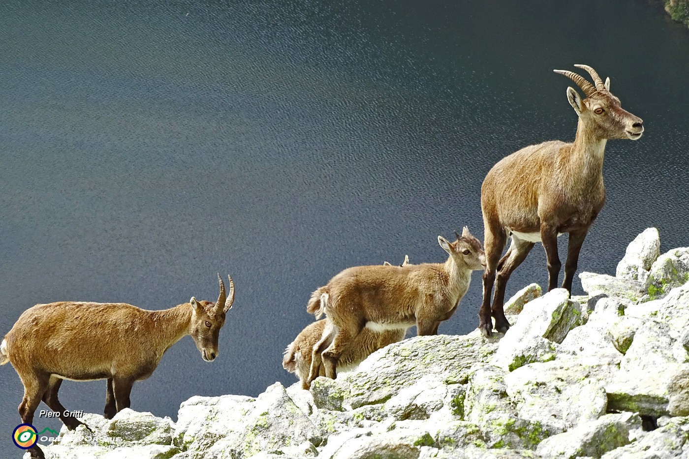 52 Stambecchi femmina con i piccoli sopra il Lago Moro.JPG -                                